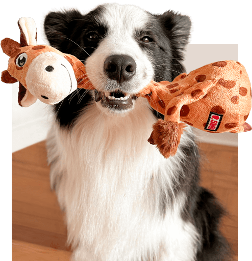 Cachorro com brinquedo