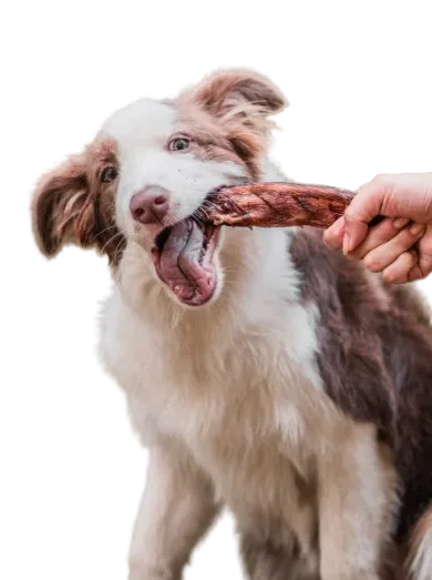 Cachorro com brinquedo
