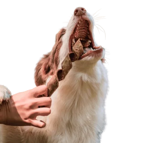 Petisco natural para cães